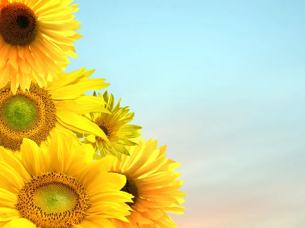 Beautiful yellow sunflower petals close up — Stock Photo, Image