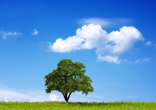 Oak tree and cloudy sky — Stock Photo, Image