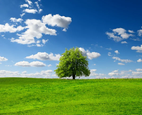 Árvore de verão no campo verde — Fotografia de Stock