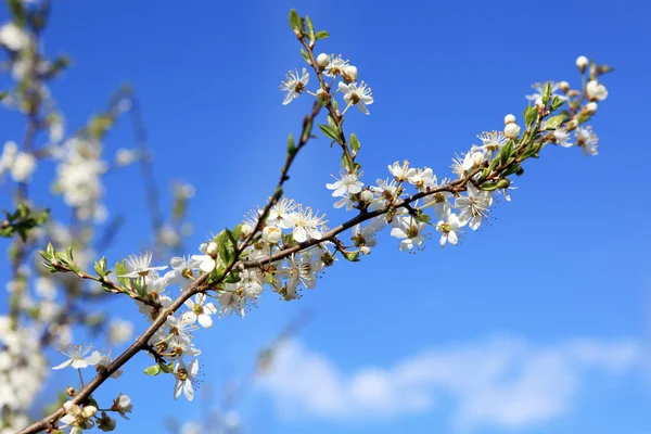 Blossoming branch on blue sky — Stock Photo, Image