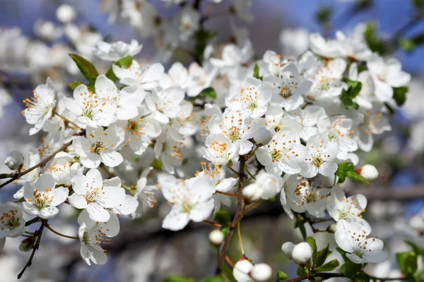 Apple tree branch with flowers — Stock Photo, Image