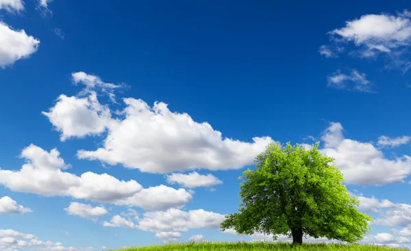 Träd på grön äng — Stockfoto