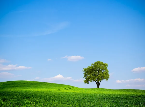 Groene natuur landschap — Stockfoto