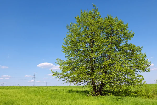 Yeşil çayır on ağacının — Stok fotoğraf