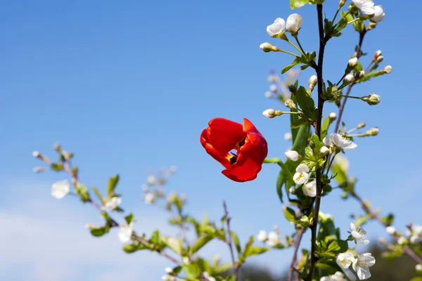 Bello ramo fiorito — Foto Stock