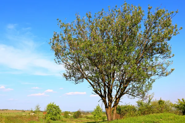 Ağaç bahar çayır üzerinde — Stok fotoğraf