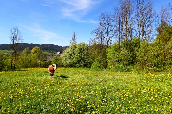 Kuh auf der grünen Weide — Stockfoto