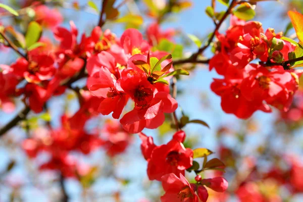 Pigwa krzew kwiaty — Zdjęcie stockowe