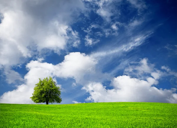 Δέντρο και συννεφιασμένο ουρανό — Φωτογραφία Αρχείου