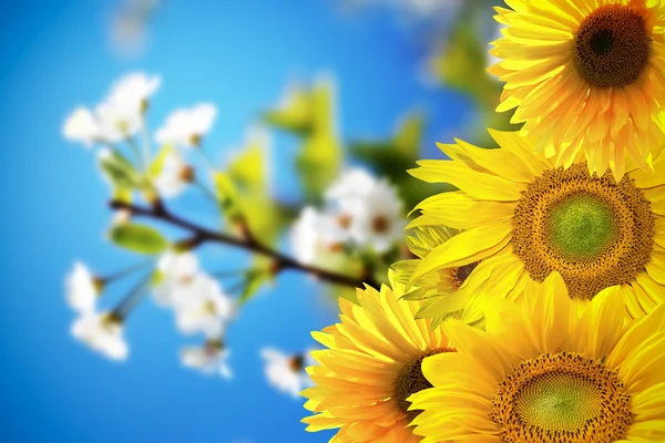 Beautiful summer background — Stock Photo, Image