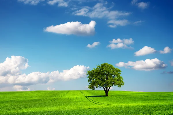 Ek träd och ekologi landskap — Stockfoto