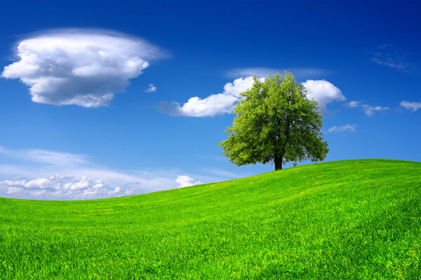 Tree on green field