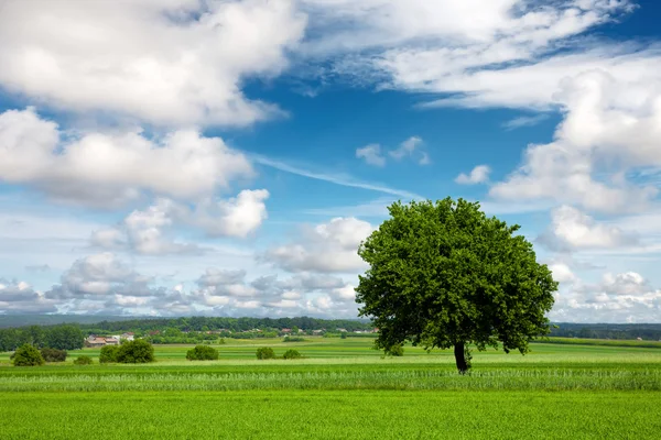 Дерево на зеленому полі і хмарне небо — стокове фото