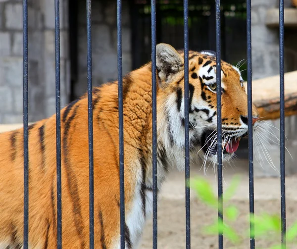 Тигр Пантера тигріс — стокове фото