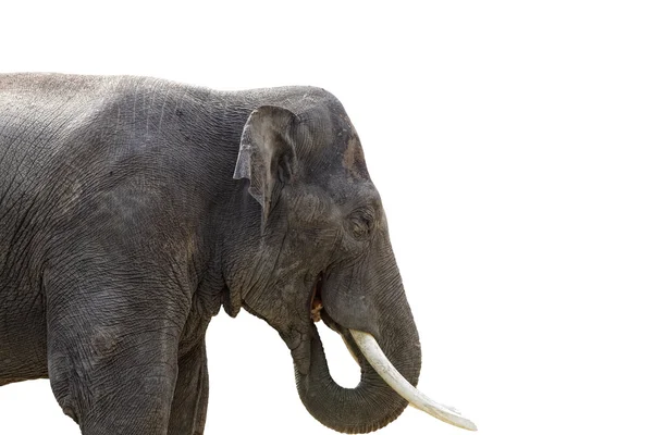 Geïsoleerde olifant op witte achtergrond — Stockfoto