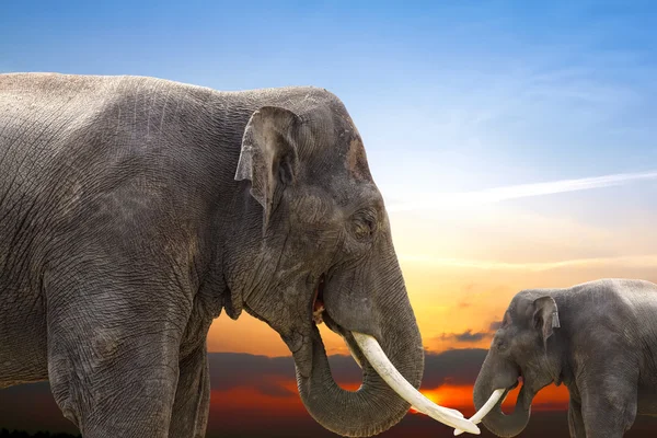 Éléphants au coucher du soleil — Photo