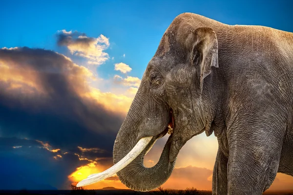 Слон Африканський — стокове фото