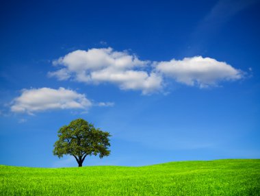 Oak tree on green field clipart