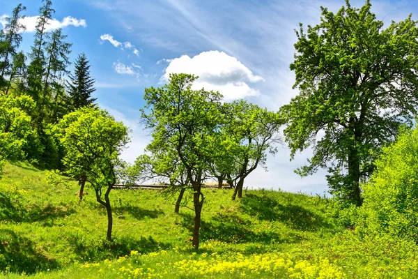 Зеленый сад на холме — стоковое фото