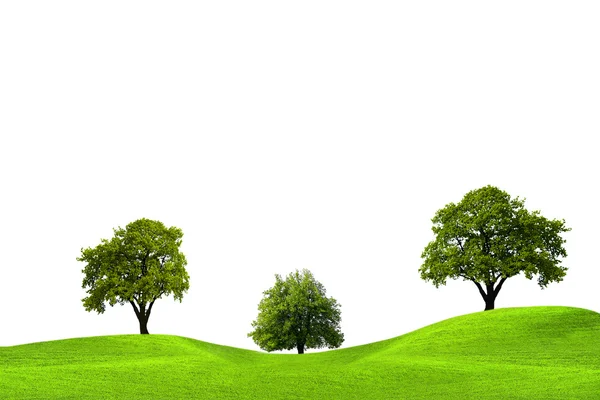 Eiken bomen en groen veld — Stockfoto