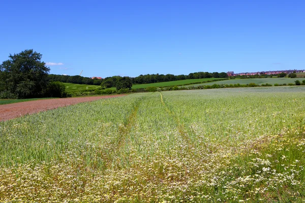 Ромашковые цветы на пшеничном поле — стоковое фото