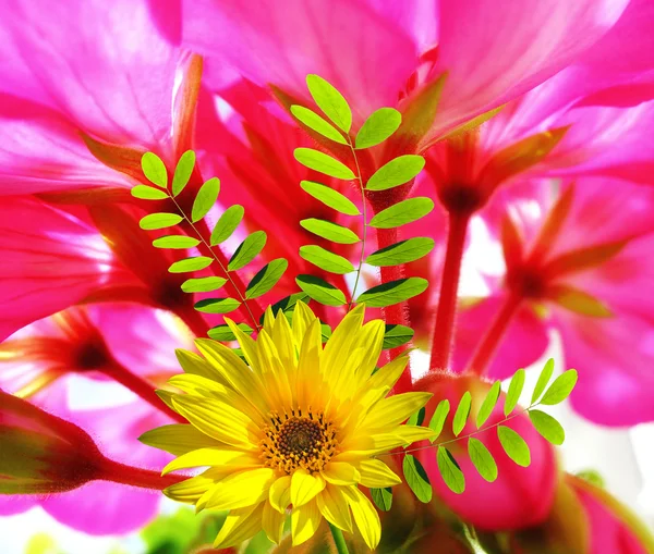 夏季花卉背景 — 图库照片