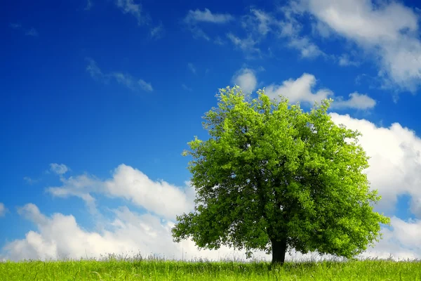 Πράσινο δέντρο στο γαλάζιο του ουρανού — Φωτογραφία Αρχείου