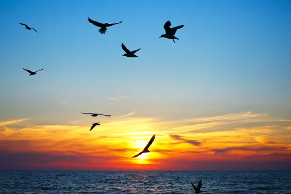 Gabbiani al tramonto — Foto Stock