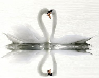 Swans on a lake clipart