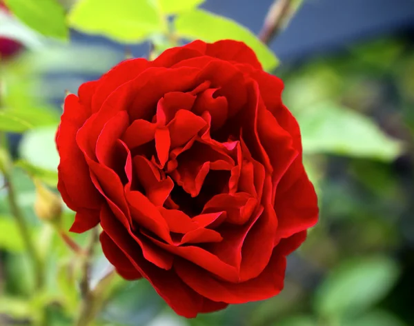 特写美丽的玫瑰 — 图库照片