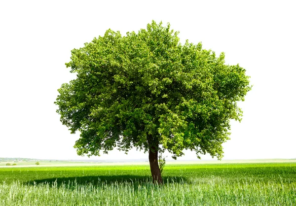 Elszigetelt fa zöld réten — Stock Fotó