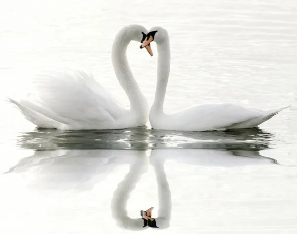 Cisnes en un lago — Foto de Stock