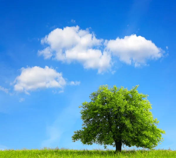 Oak tree on green field — Stock Photo, Image