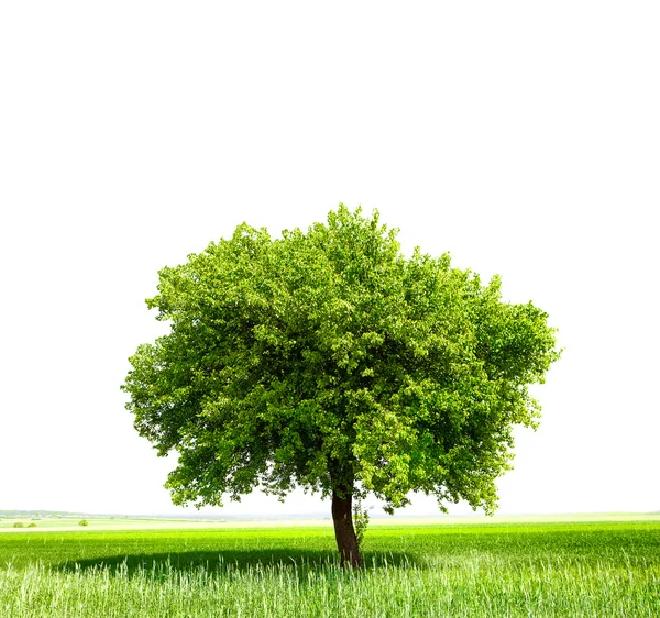 Δέντρο στο πράσινο πεδίο — Φωτογραφία Αρχείου