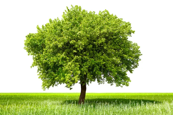 Зелене дерево, ізольовані — стокове фото