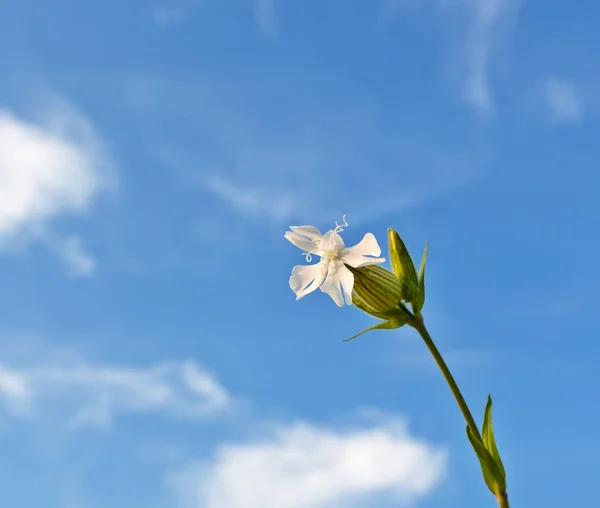 Vita blommor på blå himmel — Stockfoto