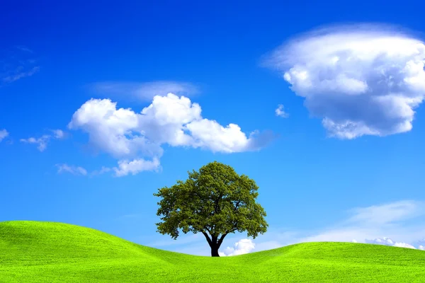 Meşe ağacı ve mavi gökyüzü — Stok fotoğraf