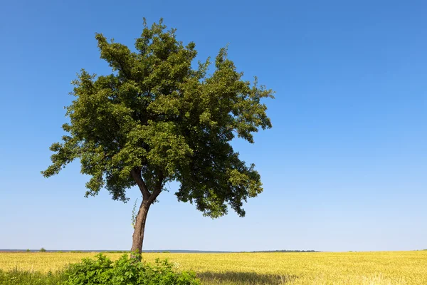Gröna träd och åkergrödor — Stockfoto