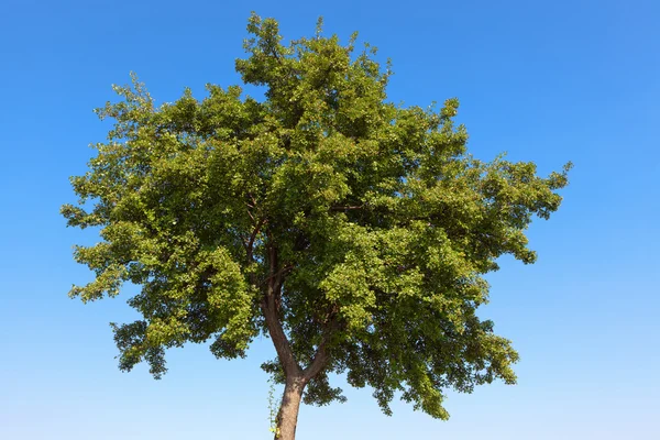 Yaz Ağacı — Stok fotoğraf
