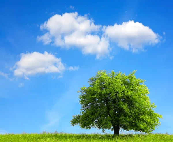 Ağaç ve bulutlu gökyüzü — Stok fotoğraf