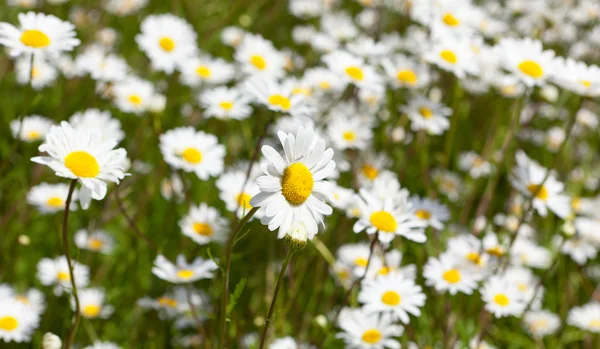 Field of wild daises — Stock Photo, Image