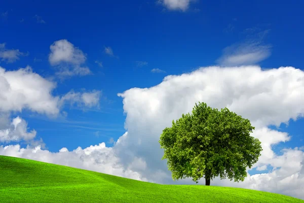 Zelené pole se stromem — Stock fotografie