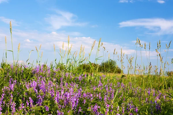 夏の草原の野生の花 — ストック写真