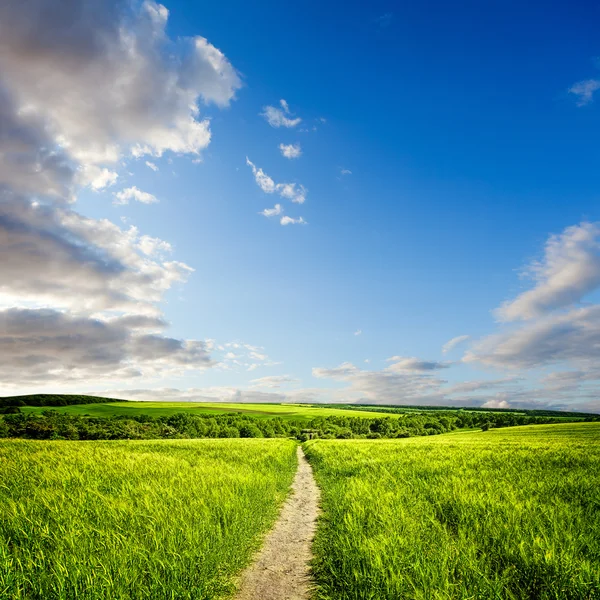 Літній пейзаж з зеленим лугом і зерновими — стокове фото