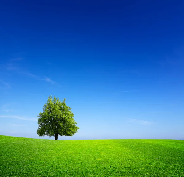 緑の牧草地のツリー — ストック写真