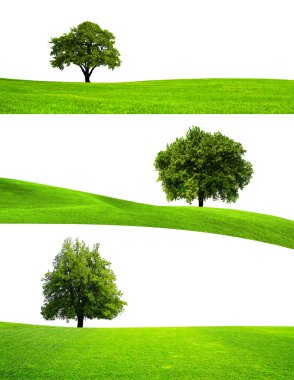 Green tree nature clipart