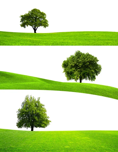 Grüne Baumnatur — Stockfoto