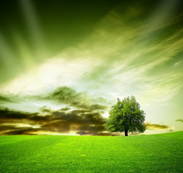 Tammipuu pellolla auringonlaskun aikaan — kuvapankkivalokuva