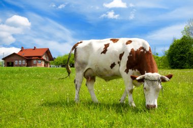 Cow in the meadow and new house clipart