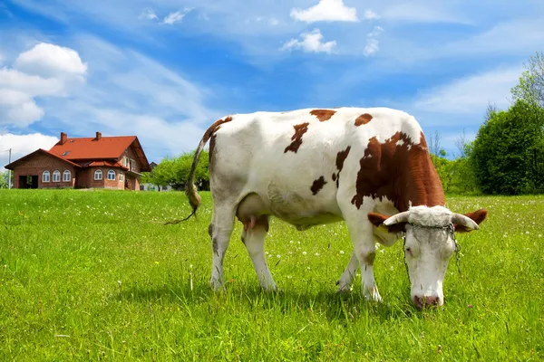 Cow in the meadow and new house — Stock Photo, Image